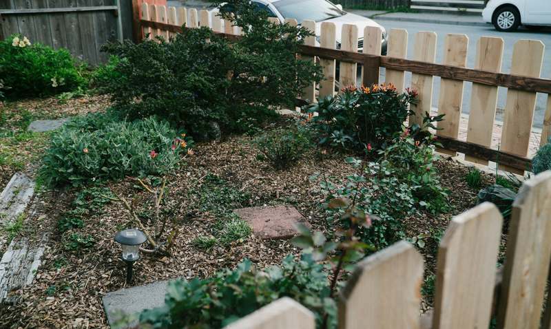 Hand placing a bamboo garden stake next to a basil plant in rich soil